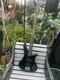 Schecter Diamond Series Deluxe 4