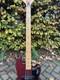 Shergold Marathon Bass Guitar
